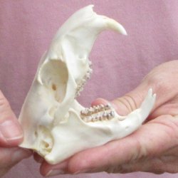 North American Groundhog Skull (Woodchuck) measuring 3-3/4 inches long and 2-3/4 inches wide for $30