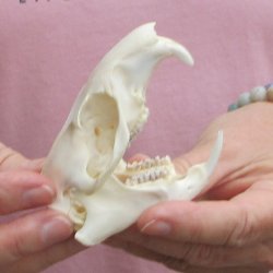 North American Groundhog Skull (Woodchuck) measuring 3-1/2 inches long and 2-1/2 inches wide for $30