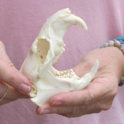 North American Groundhog Skull (Woodchuck) measuring 4-1/4 inches long and 3 inches wide for $30