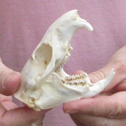 North American Groundhog Skull (Woodchuck) measuring 3-1/2 inches long and 2-1/4 inches wide for $30