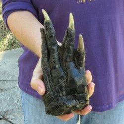 8 inch Preserved Alligator Foot 