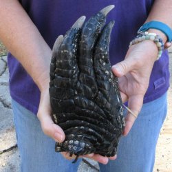 10 inch Preserved Alligator Foot 