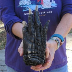 9 inch Preserved Alligator Foot 