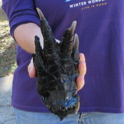 8 inch Preserved Alligator Foot