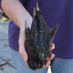 7-1/2 inch Preserved Alligator Foot