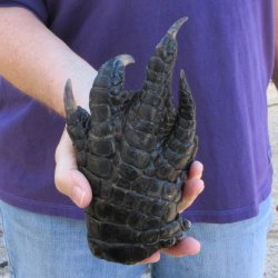 7-1/4 inch Preserved Alligator Foot
