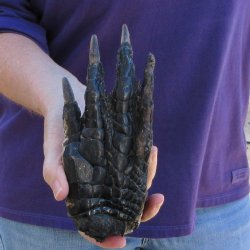 7-1/2 inch Preserved Alligator Foot 