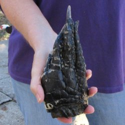 8 inch Preserved Alligator Foot 