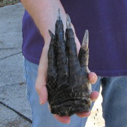 Preserved Alligator Foot 7-1/2" for sale  <font color=red>Special Price </font>   $15