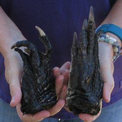 Buy this 2 piece lot of 6-7/8 & 5-1/2" Preserved Alligator Feet - for <font color=red>Special Price </font> $20/lot