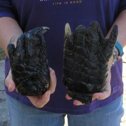 Buy this 2 piece lot of 6" Preserved Alligator Feet - for <font color=red>Special Price </font> $20/lot