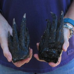 Buy this 2 piece lot of 6-1/4 & 6-7/8" Preserved Alligator Feet - for <font color=red>Special Price </font> $20/lot