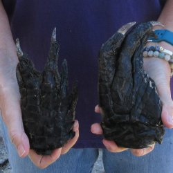 Buy this 2 piece lot of 6-3/4 & 6" Preserved Alligator Feet - for <font color=red>Special Price </font> $20/lot