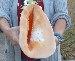 10 inch Yellow Helmet, Horned Helmet Shell 