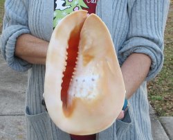 10 inch Yellow Helmet, Horned Helmet Shell 