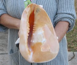 10 inch Yellow Helmet, Horned Helmet Shell