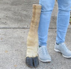 20 inch tall Giraffe Foot Mount