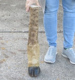 21 inch tall Giraffe Foot Mount 