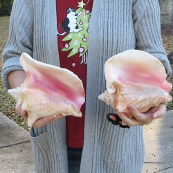 Two Piece Pink Conch Shells 8 & 9 inches long