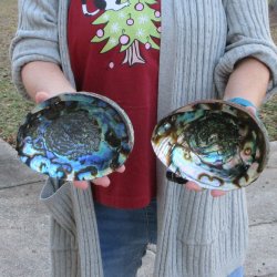 Two Piece 6-7" Natural Green Abalone