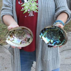 Two Piece 6-7" Natural Green Abalone