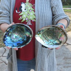 Two Piece 6-7" Natural Green Abalone