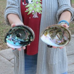 Two Piece 6-7" Natural Green Abalone