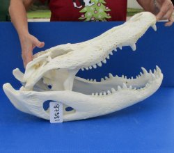  Real Florida Alligator Skull, 25 inches
