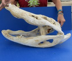  Real Florida Alligator Skull, 24 inches