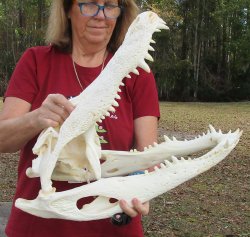  Real Florida Alligator Skull, 22-1/2 inches