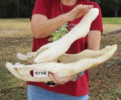  Real Florida Alligator Skull, 22 inches