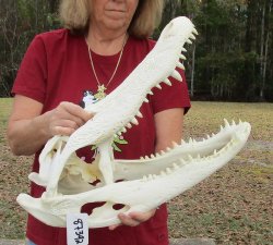  Real Florida Alligator Skull, 22 inches