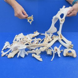 4lb Assorted Bones 
