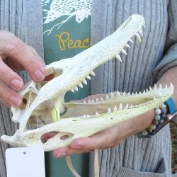 Real Florida Alligator Skull, 9 inches