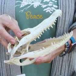 B-Grade Real Florida Alligator Skull, 9 inches