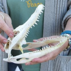 Real Florida Alligator Skull, 8-1/2 inches