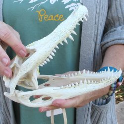 Real Florida Alligator Skull, 9 inches