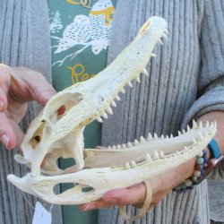 Real Florida Alligator Skull, 9 inches