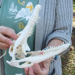 Real Florida Alligator Skull, 9 inches