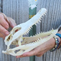 Real Florida Alligator Skull, 8-1/2 inches