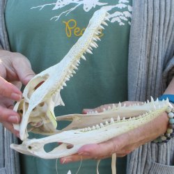 B-Grade Real Florida Alligator Skull, 8-1/2 inches