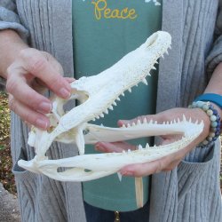 Real Florida Alligator Skull, 9 inches