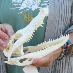 B-Grade Real Florida Alligator Skull, 9 inches