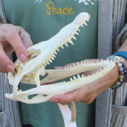 B-Grade Real Florida Alligator Skull, 8 inches