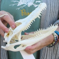 Real Florida Alligator Skull, 9 inches
