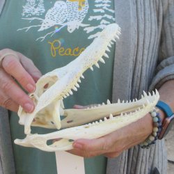 B-Grade Real Florida Alligator Skull, 9 inches
