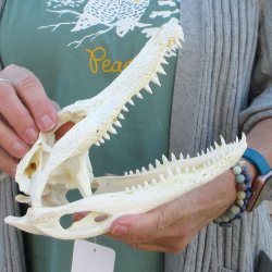 Real Florida Alligator Skull, 9 inches