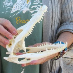 B-Grade Real Florida Alligator Skull, 8-1/2 inches
