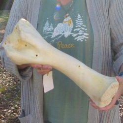 B-Grade 16" Giraffe Humerus Leg Bone 
