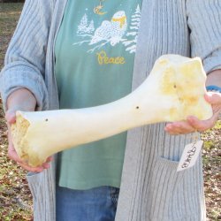 B-Grade 16" Giraffe Humerus Leg Bone 